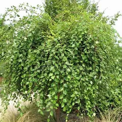 Береза САММЕР КАСКАД черная  Береза САММЕР КАСКАД черная в Симферополе