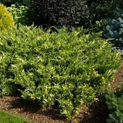 Можжевельник ВАРИЕГАТА казацкий  Можжевельник ВАРИЕГАТА казацкий в Симферополе