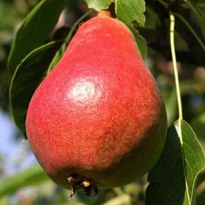 Груша НАРЯДНАЯ ЕФИМОВА  Груша НАРЯДНАЯ ЕФИМОВА в Симферополе