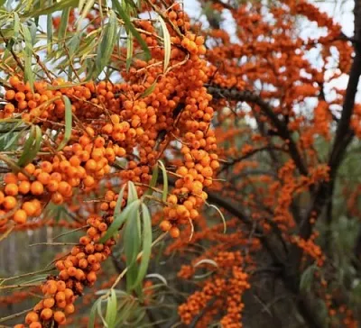 Облепиха СЕРАФИМА в Симферополе