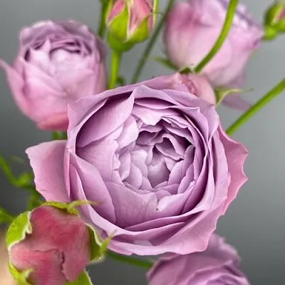 Саженцы роз ЛАВЕНДЕР БАБЛС спрей  Саженцы роз ЛАВЕНДЕР БАБЛС спрей в Симферополе