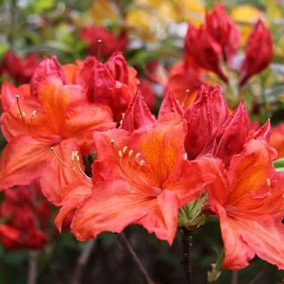 Азалия ЛИЛИНШТЕЙН японская  Азалия ЛИЛИНШТЕЙН японская в Симферополе