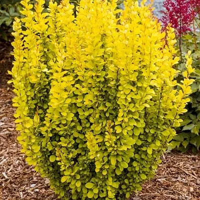 Барбарис ГОЛДЕН ТОРЧ тунберга  Барбарис ГОЛДЕН ТОРЧ тунберга в Симферополе