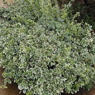 Бересклет ЭМЕРАЛЬД ГАИТИ форчуна  Бересклет ЭМЕРАЛЬД ГАИТИ форчуна в Симферополе