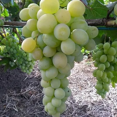 Виноград ФРУМОАСА АЛБЭ  Виноград ФРУМОАСА АЛБЭ в Симферополе