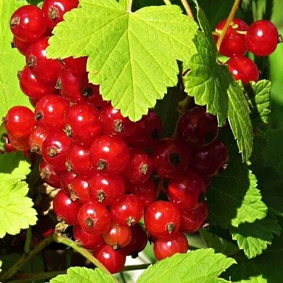 Смородина красная ГАЗЕЛЬ  Смородина красная ГАЗЕЛЬ в Симферополе