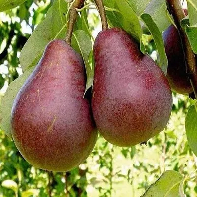 Груша с красной мякотью КРАСНАЯ ИЗ СААРЕМА в Симферополе