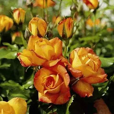 Саженцы роз САХАРА плетистая  Саженцы роз САХАРА плетистая в Симферополе