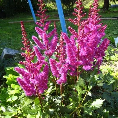 Астильба ЭЛИЗАБЕТ ВАН ВИН японская  Астильба ЭЛИЗАБЕТ ВАН ВИН японская в Симферополе