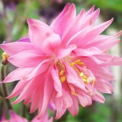 Аквилегия БАРЛОУ ПИНК гибрид МакКаны — описание сорта Аквилегия БАРЛОУ ПИНК гибрид МакКаны в Симферополе