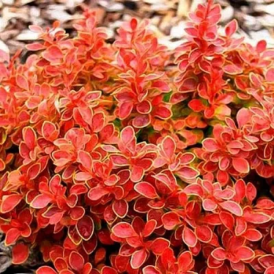 Барбарис КОРАЛ тунберга  Барбарис КОРАЛ тунберга в Симферополе