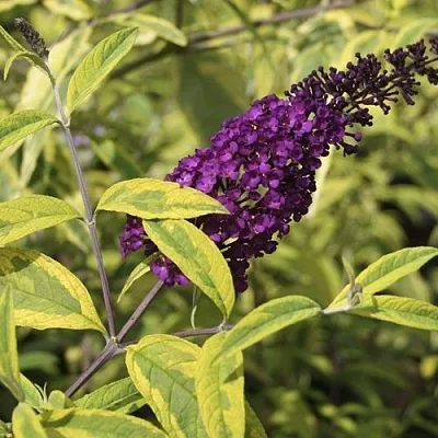 Буддлея давида САНТАНА   Буддлея давида САНТАНА  в Симферополе