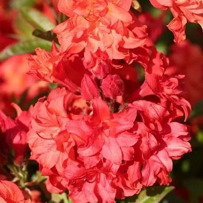 Азалия ФОЙЕРКОПФЕН крупноцветковая  Азалия ФОЙЕРКОПФЕН крупноцветковая в Симферополе