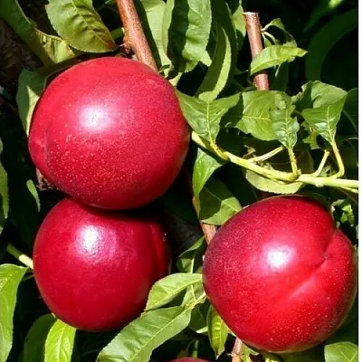 Нектарин ХАРКО в Симферополе