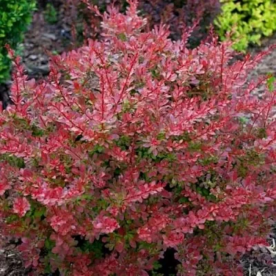 Барбарис ГОЛДЕН РИНГ тунберга  Барбарис ГОЛДЕН РИНГ тунберга в Симферополе