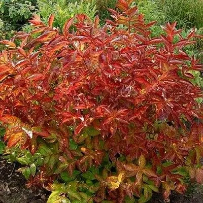 Вейгела ОГНЕННЫЕ КРЫЛЬЯ  Вейгела ОГНЕННЫЕ КРЫЛЬЯ в Симферополе