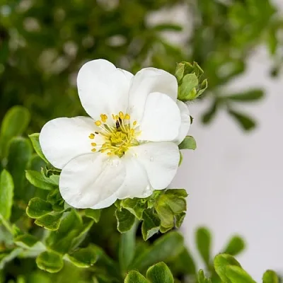 Лапчатка СНОУБЕРД кустарниковая  Лапчатка СНОУБЕРД кустарниковая в Симферополе