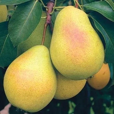 Груша МЛИЕВСКАЯ РАННЯЯ в Симферополе