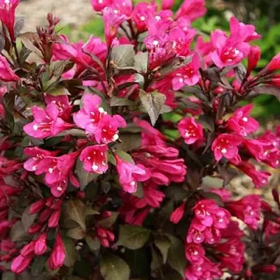 Вейгела БЛЭК РУБИ  Вейгела БЛЭК РУБИ в Симферополе