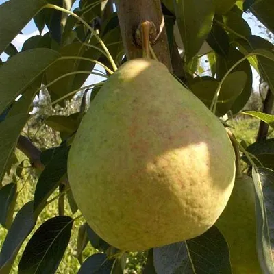 Груша СЛАДКАЯ ИЗ МЛИЕВА в Симферополе