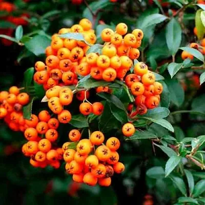 Пираканта ОРАНЖ ГЛОУ  Пираканта ОРАНЖ ГЛОУ в Симферополе