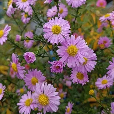 Астра СТРОУБЕРРИ ЭНД КРИМ новобельгийская  Астра СТРОУБЕРРИ ЭНД КРИМ новобельгийская в Симферополе