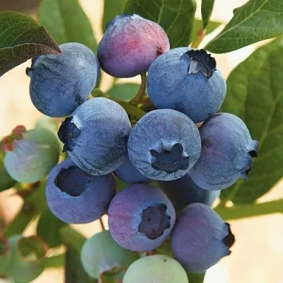 Голубика ОСОРНО в Симферополе