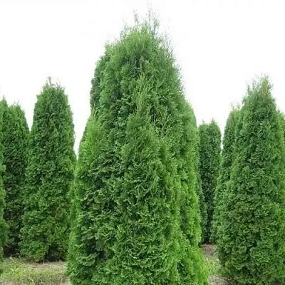 Туя КОЛУМНА западная  Туя КОЛУМНА западная в Симферополе