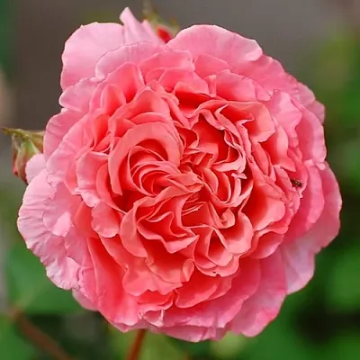 Саженцы роз ЛОРАН КАБРОЛЬ шраб  Саженцы роз ЛОРАН КАБРОЛЬ шраб в Симферополе