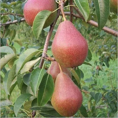 Груша РУМЯНАЯ КЕДРИНА в Симферополе