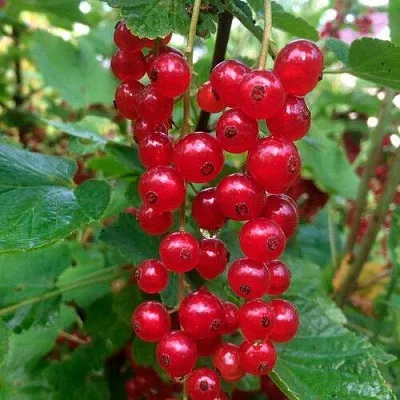 Смородина красная КОНСТАНТИНОВСКАЯ  Смородина красная КОНСТАНТИНОВСКАЯ в Симферополе