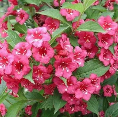 Вейгела БРИСТОЛЬ РУБИ  Вейгела БРИСТОЛЬ РУБИ в Симферополе