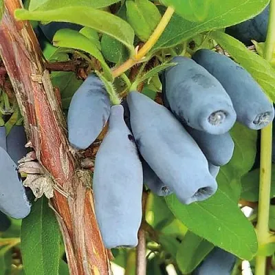 Жимолость съедобная ВОСТОРГ  Жимолость съедобная ВОСТОРГ в Симферополе