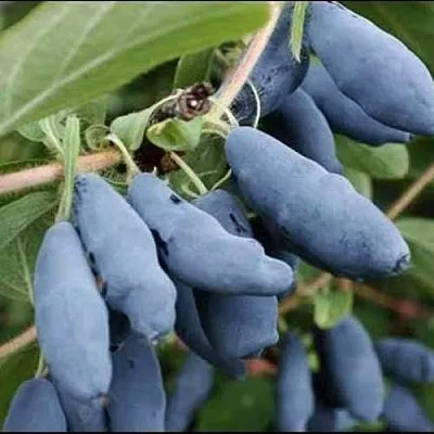 Жимолость съедобная СИНИЙ ШАРИК  Жимолость съедобная СИНИЙ ШАРИК в Симферополе