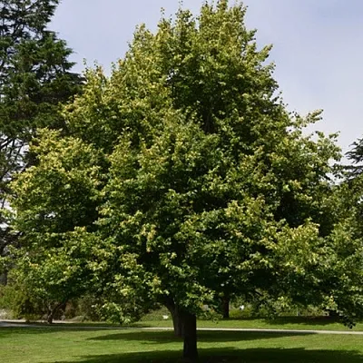 Липа сердцевидная  Липа сердцевидная в Симферополе