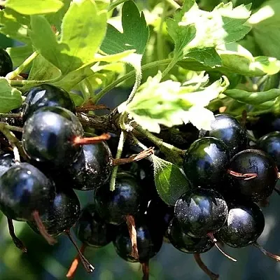 Золотистая  Золотистая в Симферополе