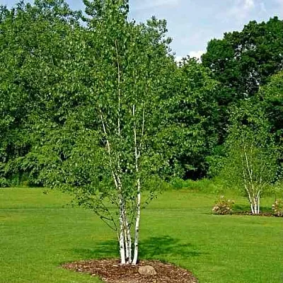 Береза бумажная  Береза бумажная в Симферополе