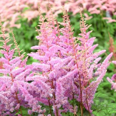 Астильба АМЕРИКА Арендса  Астильба АМЕРИКА Арендса в Симферополе