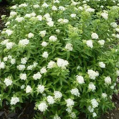 Спирея АЛЬБИФЛОРА японская  Спирея АЛЬБИФЛОРА японская в Симферополе