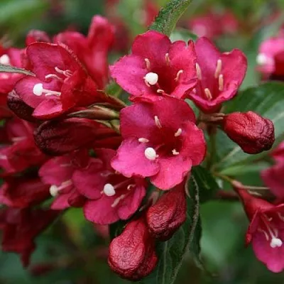 Вейгела ЕВА РАТКЕ  Вейгела ЕВА РАТКЕ в Симферополе