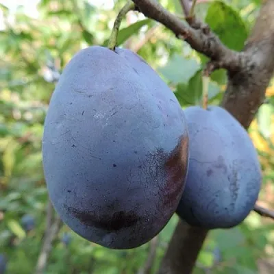 Слива АМЕРС  Слива АМЕРС в Симферополе