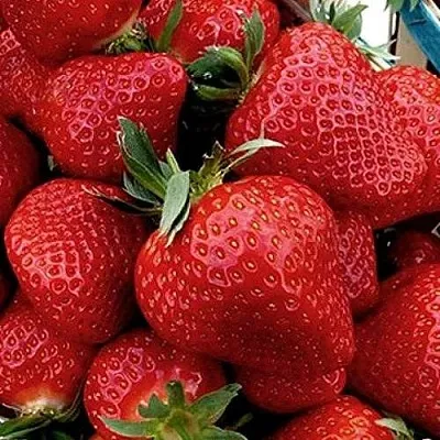 Клубника КЛЕРИ в Симферополе