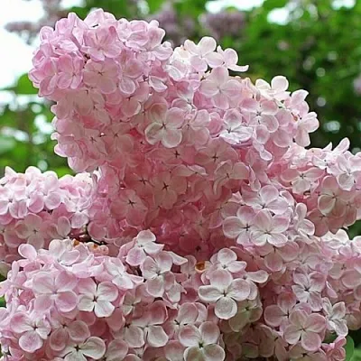 Сирень ВЕЧЕРНИЙ ЗВОН  Сирень ВЕЧЕРНИЙ ЗВОН в Симферополе