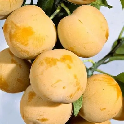 Слива РЕНКЛОД ранний  Слива РЕНКЛОД ранний в Симферополе