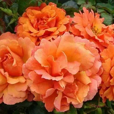 Саженцы роз БРИДЖ ОФ САЙЗ плетистая  Саженцы роз БРИДЖ ОФ САЙЗ плетистая в Симферополе