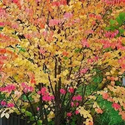 БАГРЯННИК японский  БАГРЯННИК японский в Симферополе