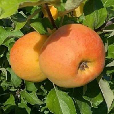 Яблоня АНТОНОВКА ЗОЛОТАЯ в Симферополе