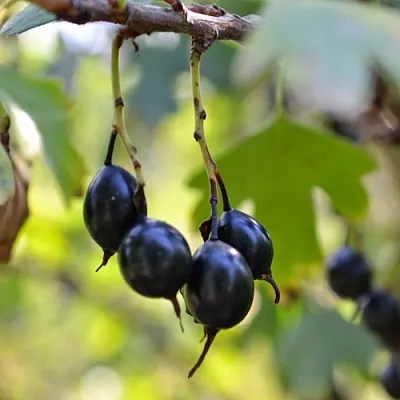 Смородина золотистая ДУСТЛИК  Смородина золотистая ДУСТЛИК в Симферополе