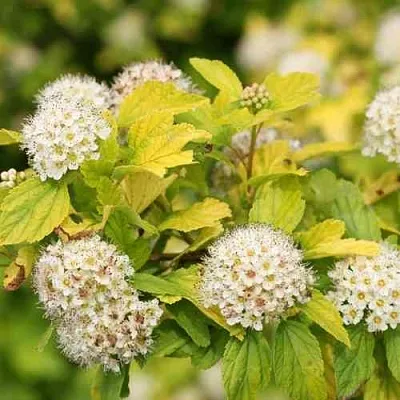 Пузыреплодник АНГЕЛ ГОЛД  Пузыреплодник АНГЕЛ ГОЛД в Симферополе