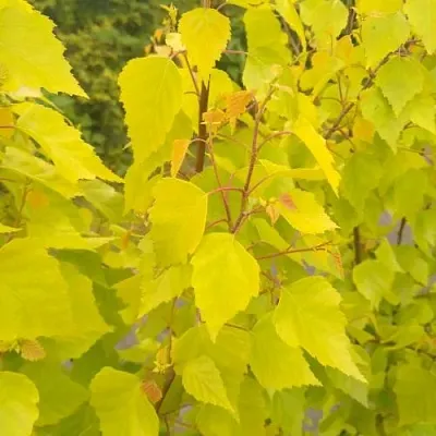 Берёза ГОЛДЕН ОБЕЛИСК повислая   Берёза ГОЛДЕН ОБЕЛИСК повислая  в Симферополе